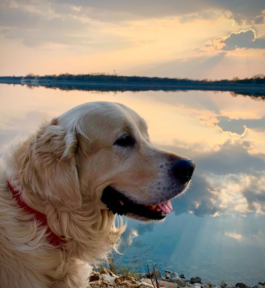 Dog at lake